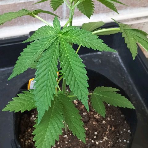 Black Domina  growlog timeline photo