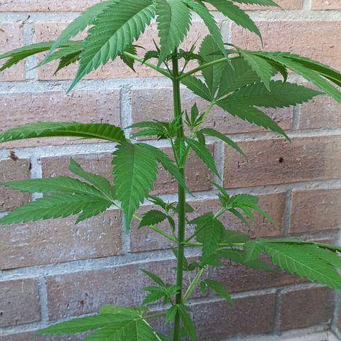 Master Kush  growlog timeline photo