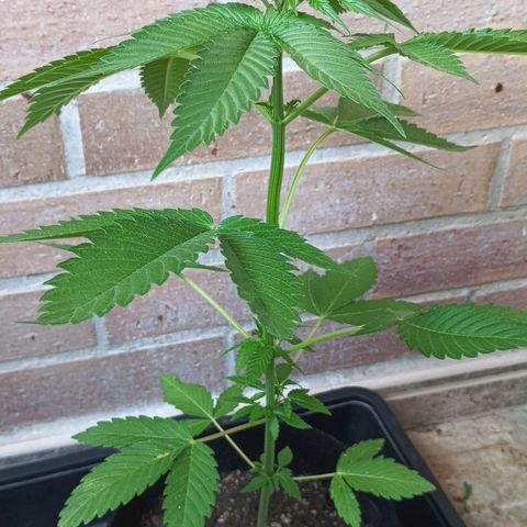 Northern Lights growlog timeline photo