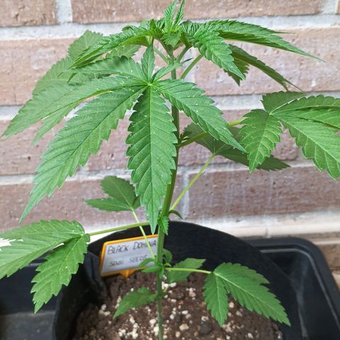 Black Domina  growlog timeline photo