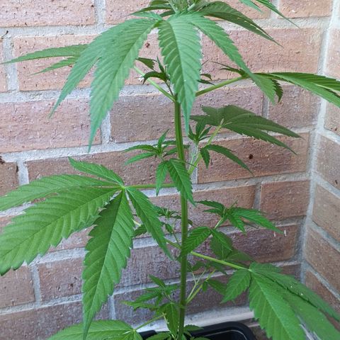 Master Kush  growlog timeline photo