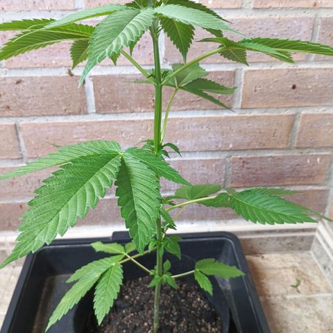 Northern Lights growlog timeline photo