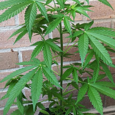 Black Jack  growlog timeline photo