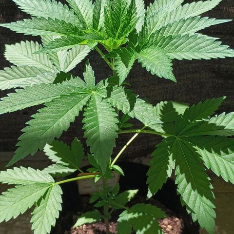 Black Domina  growlog timeline photo