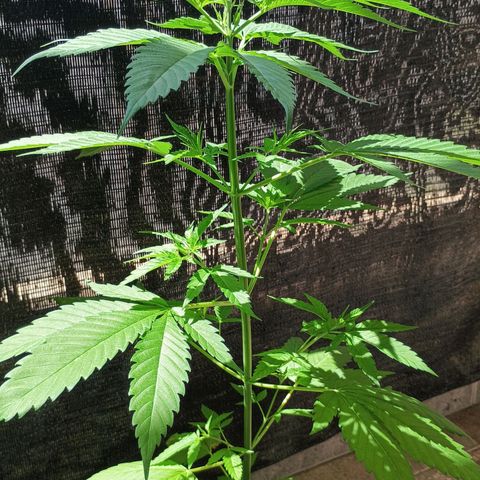 Master Kush  growlog timeline photo