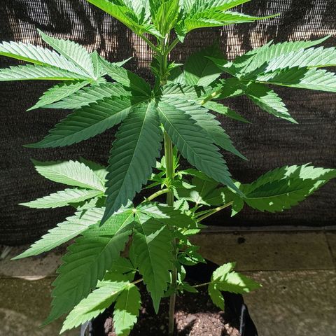 Northern Lights growlog timeline photo