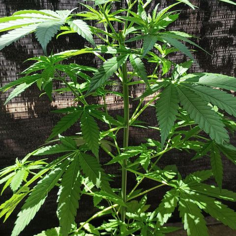 Black Jack  growlog timeline photo