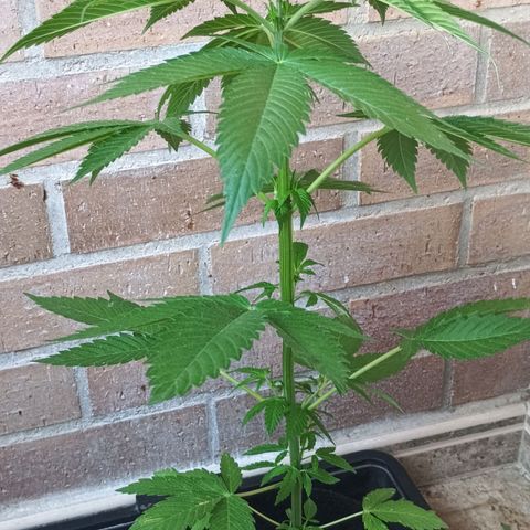 Northern Lights growlog timeline photo