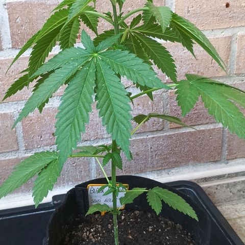 Black Domina  growlog timeline photo