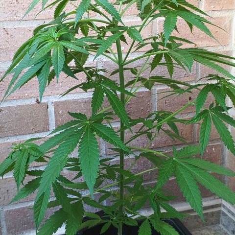 Black Jack  growlog timeline photo