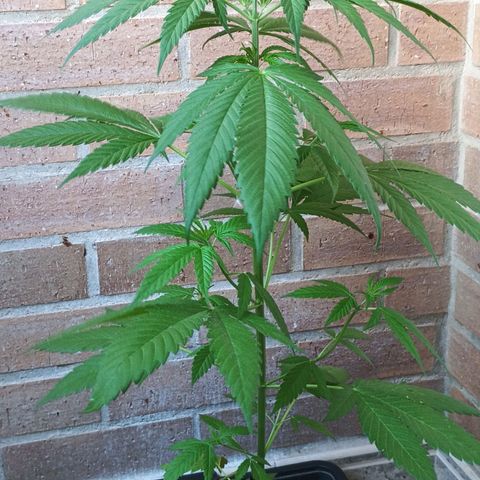 Master Kush  growlog timeline photo