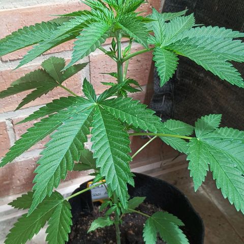 Black Domina  growlog timeline photo