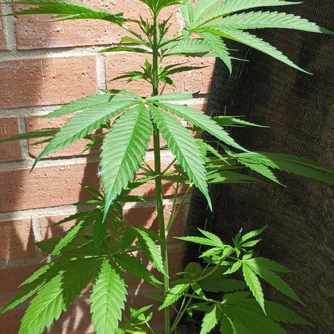 Master Kush  growlog timeline photo