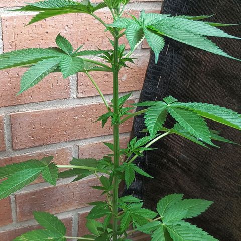 Northern Lights growlog timeline photo