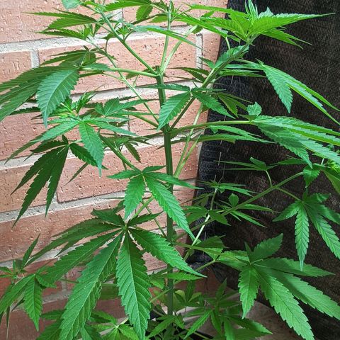 Black Jack  growlog timeline photo