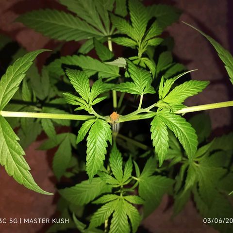 Master Kush  growlog timeline photo