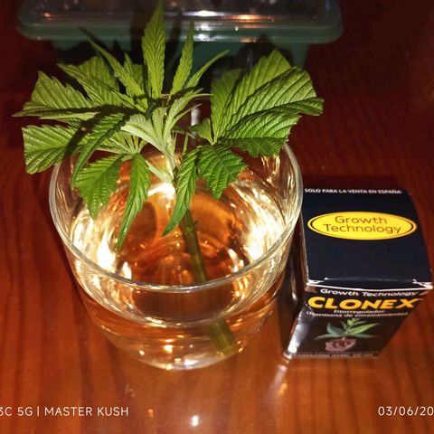 Master Kush  growlog timeline photo