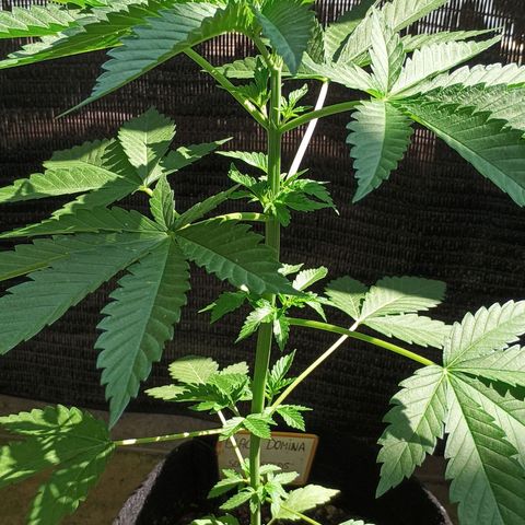 Black Domina  growlog timeline photo