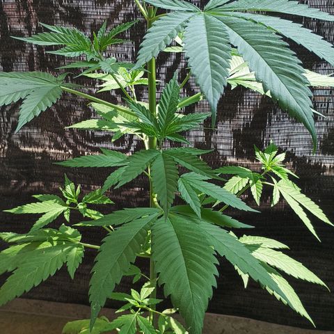 Master Kush  growlog timeline photo