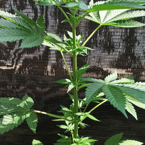 Northern Lights growlog timeline photo