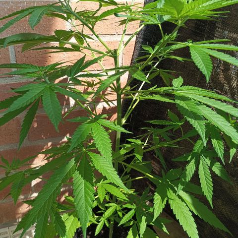 Black Jack  growlog timeline photo