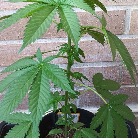 Black Domina  growlog timeline photo