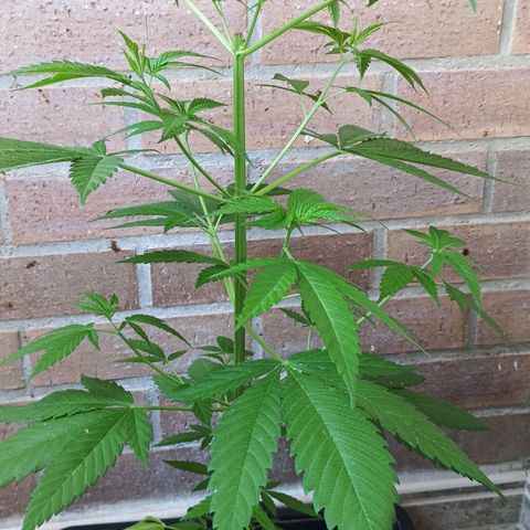 Master Kush  growlog timeline photo