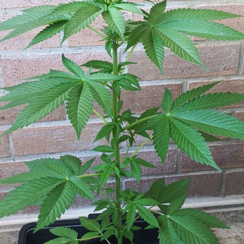 Northern Lights growlog timeline photo