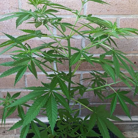 Black Jack  growlog timeline photo