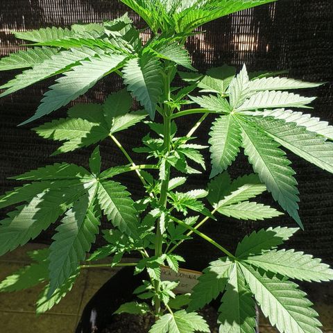 Black Domina  growlog timeline photo