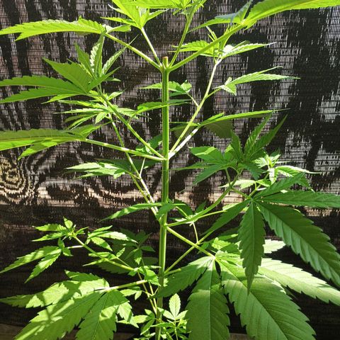 Master Kush  growlog timeline photo