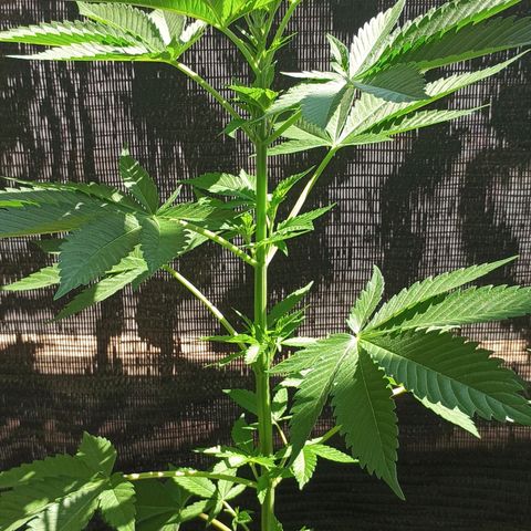 Northern Lights growlog timeline photo