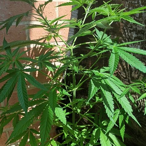 Black Jack  growlog timeline photo