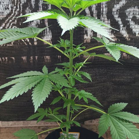 Black Domina  growlog timeline photo
