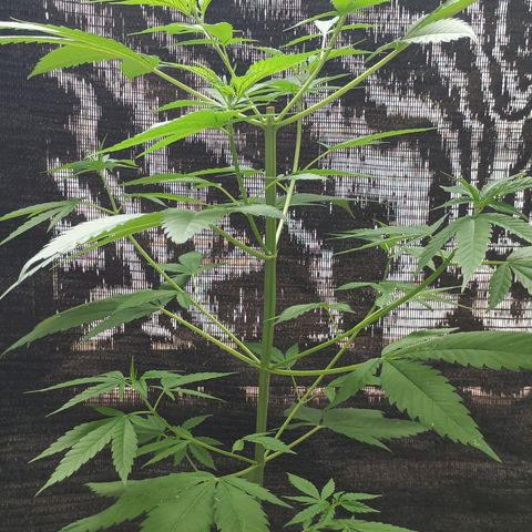 Master Kush  growlog timeline photo