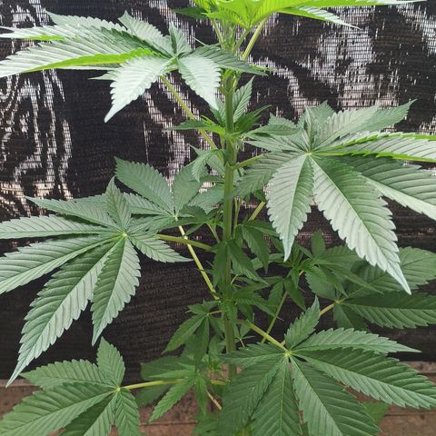 Northern Lights growlog timeline photo