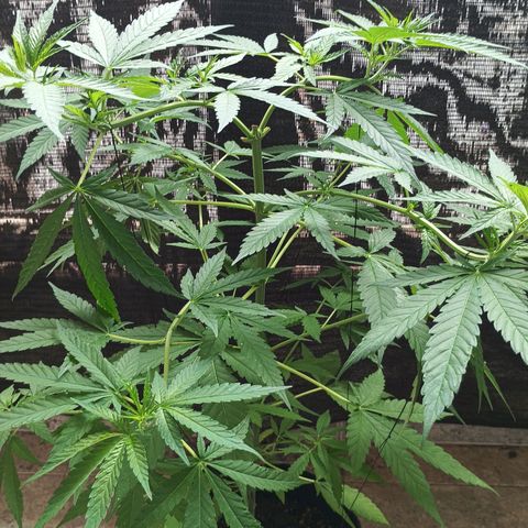Black Jack  growlog timeline photo