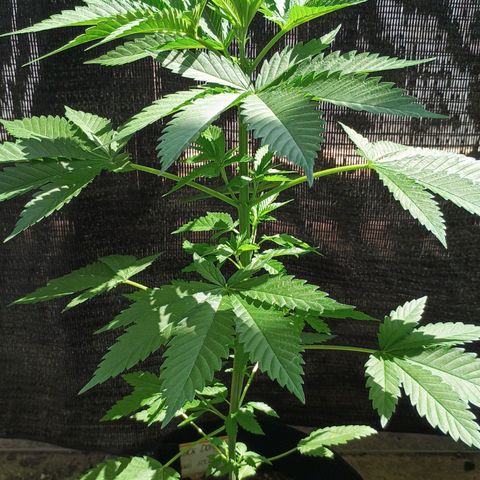 Black Domina  growlog timeline photo