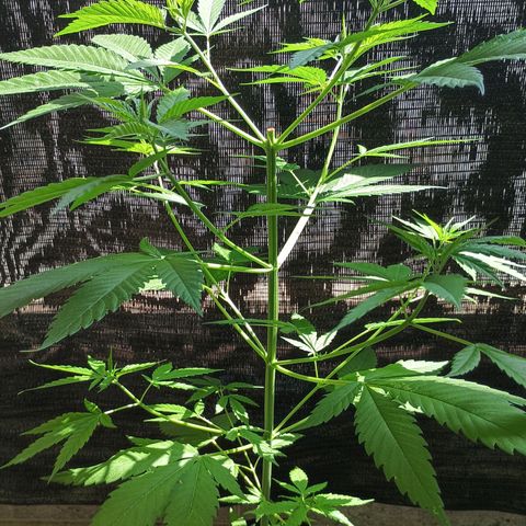 Master Kush  growlog timeline photo