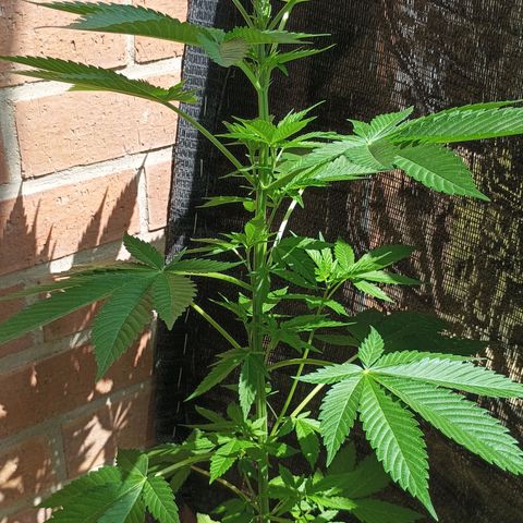 Northern Lights growlog timeline photo