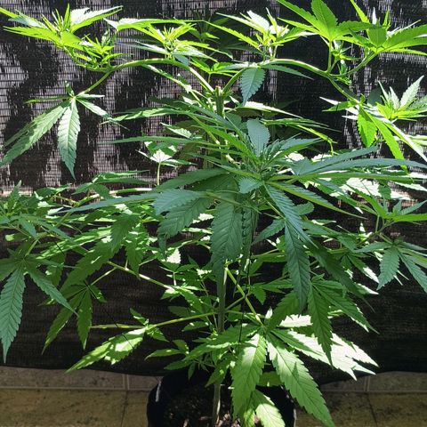 Black Jack  growlog timeline photo