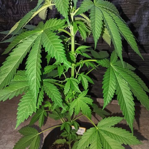 Black Domina  growlog timeline photo