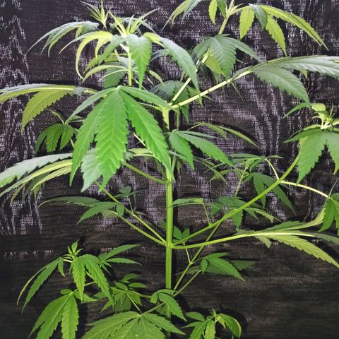 Master Kush  growlog timeline photo