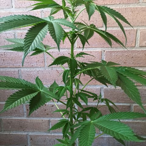 Northern Lights growlog timeline photo