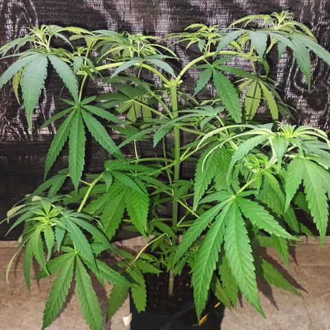 Black Jack  growlog timeline photo