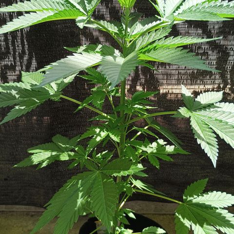 Black Domina  growlog timeline photo