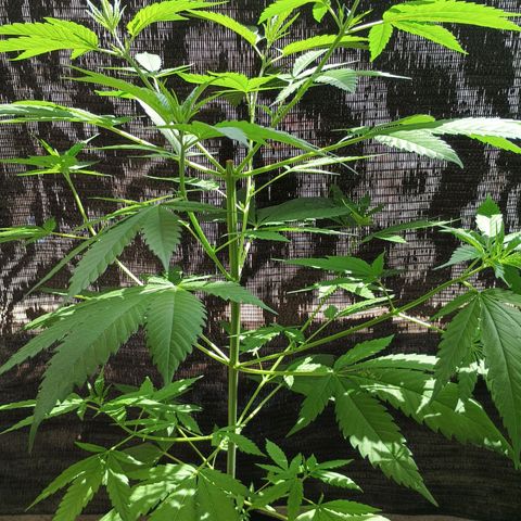 Master Kush  growlog timeline photo