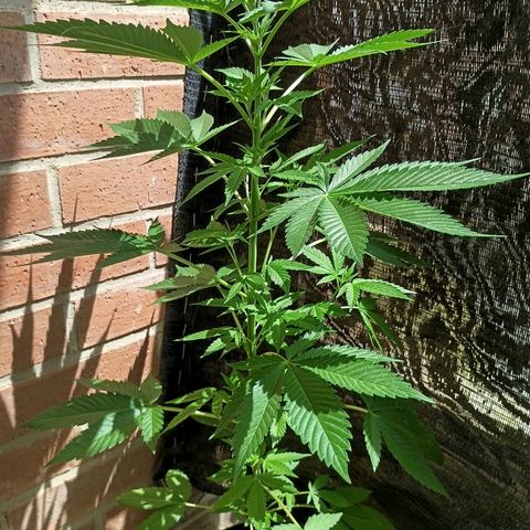 Northern Lights growlog timeline photo