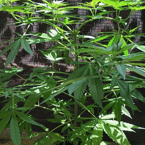 Black Jack  growlog timeline photo