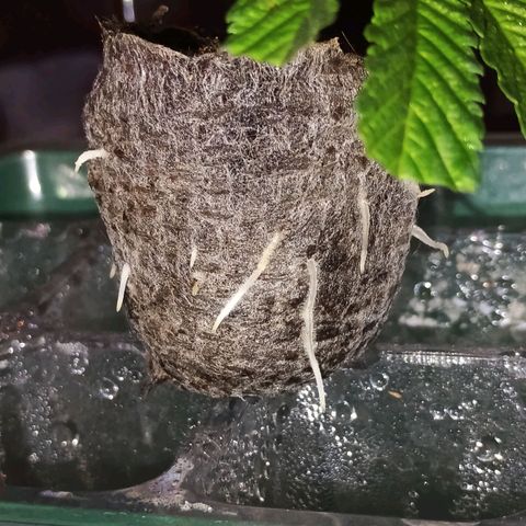 Black Jack  growlog photo: Esqueje del apical de Black Jack